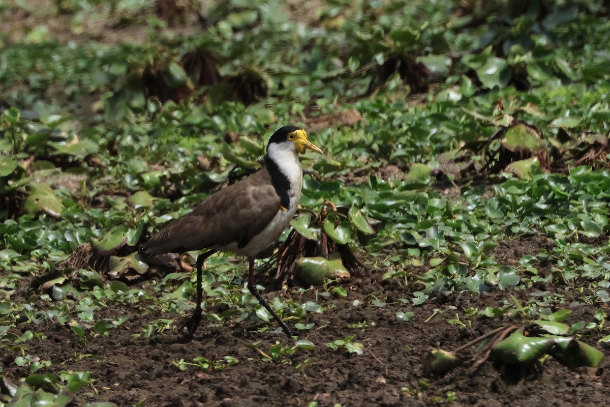 Masked Lapwing (Black-shouldered) - ML644042372