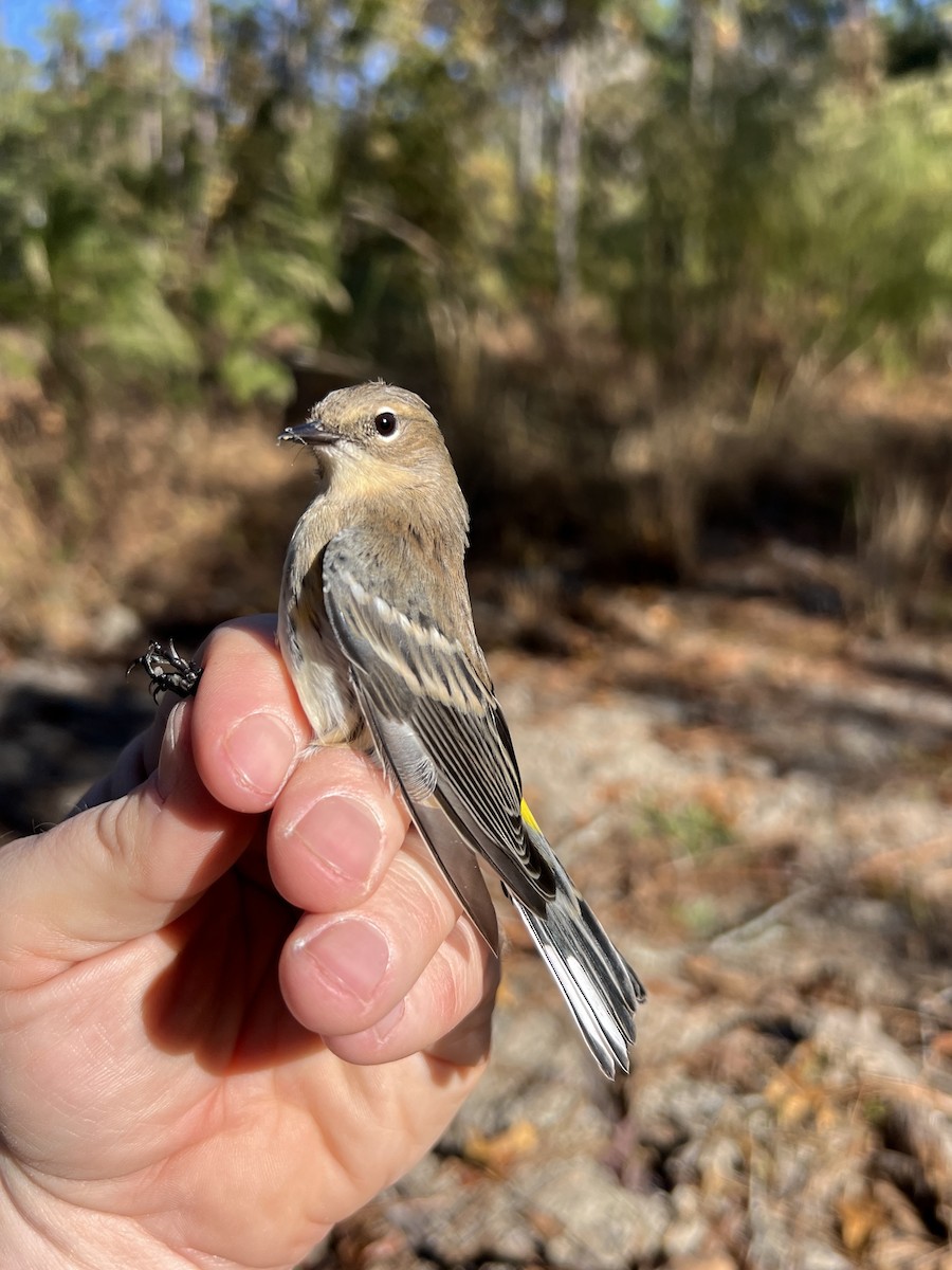 Yellow-rumped Warbler (Myrtle) - ML644042374