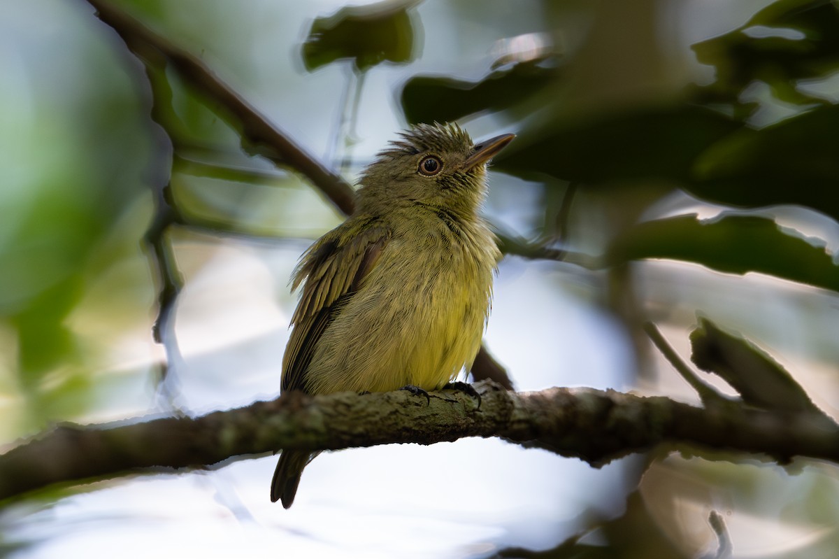 Manakin nain - ML644042378