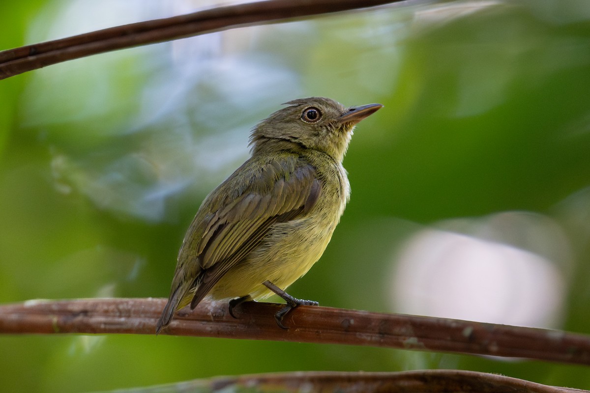 Manakin nain - ML644042379