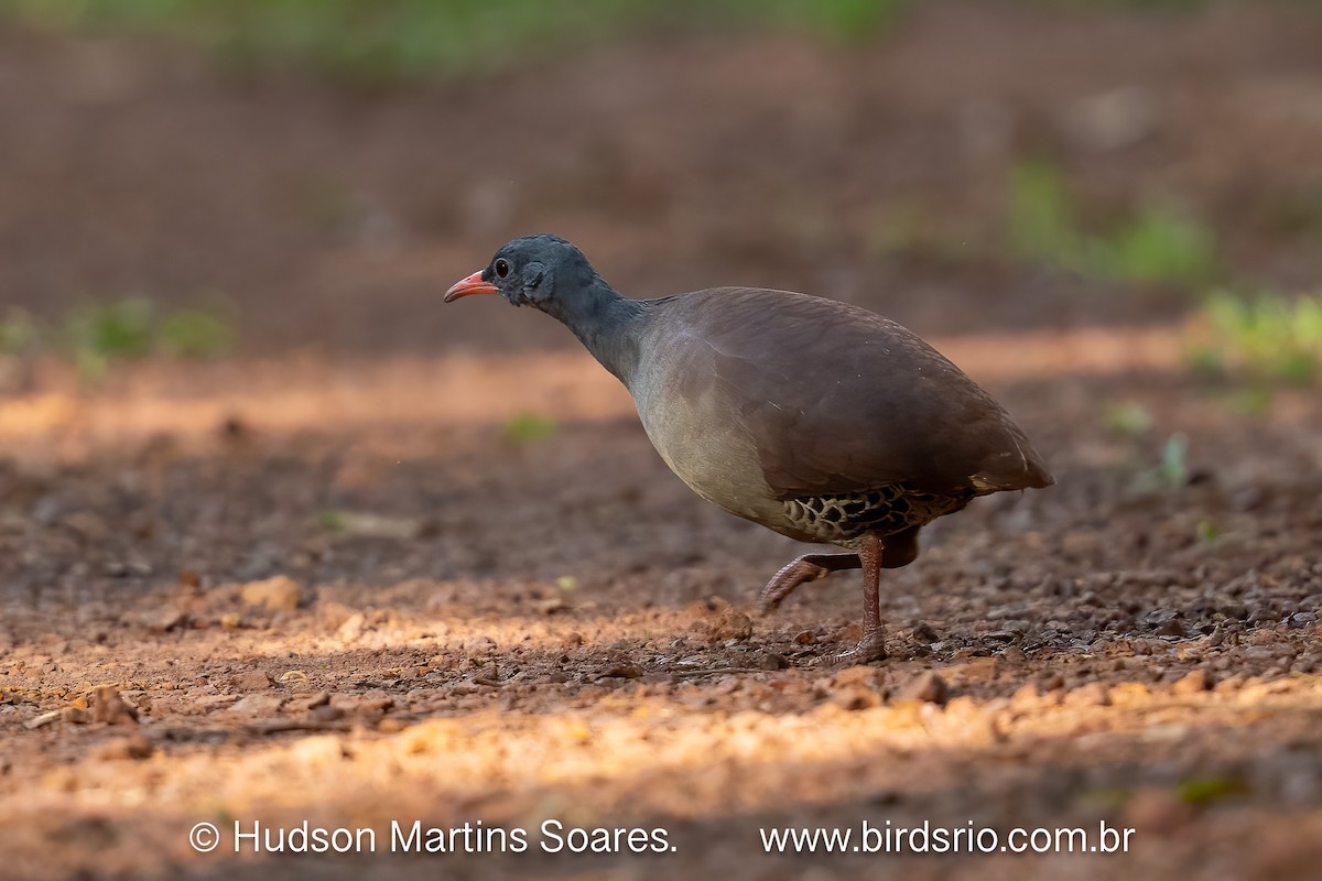 Tataupa Tinamou - ML644042385