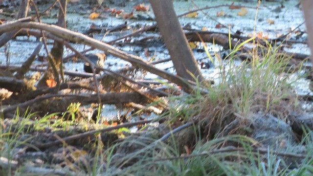 Rusty Blackbird - ML644042389