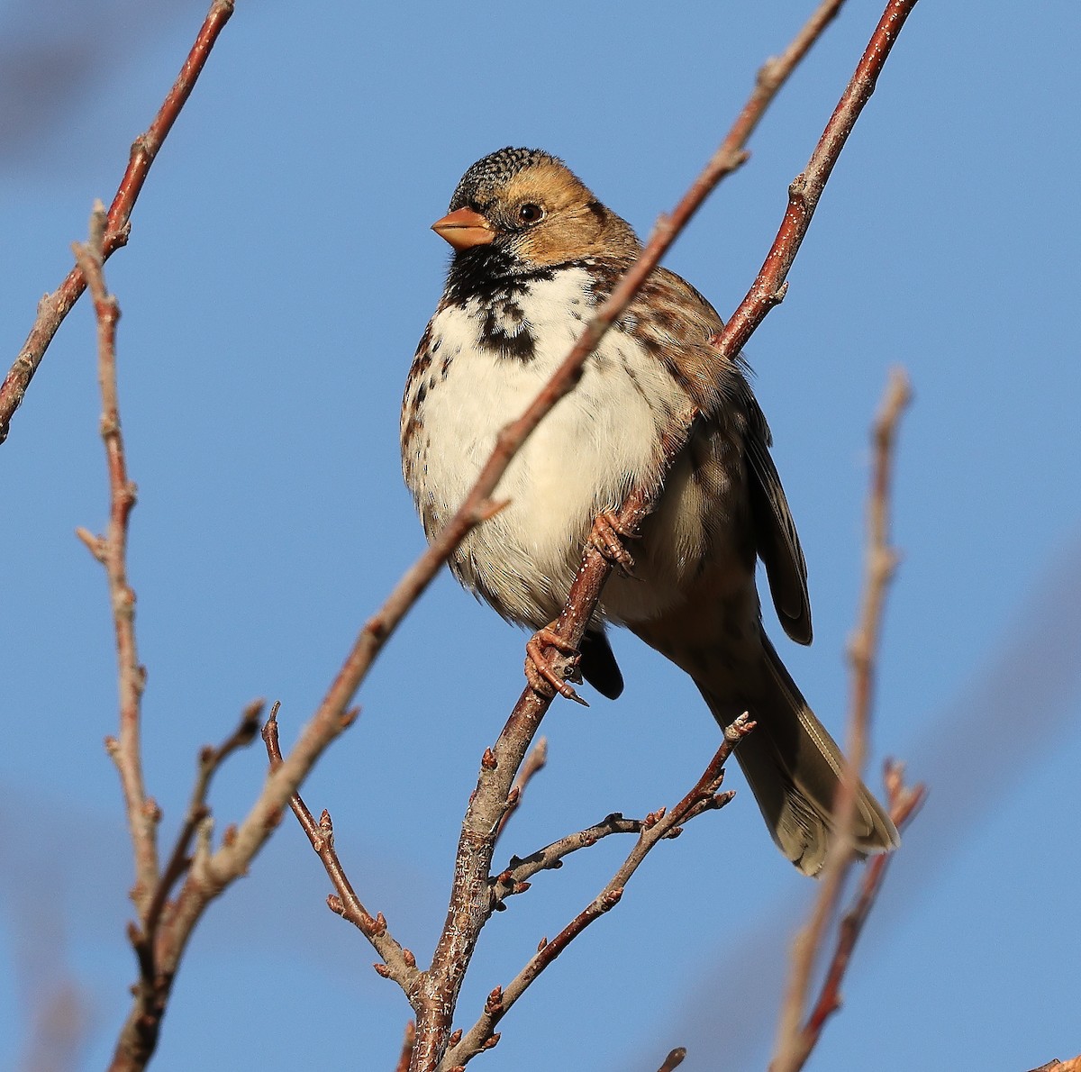 Harris's Sparrow - ML644042390