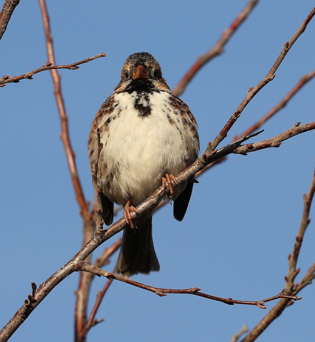 Harris's Sparrow - ML644042395