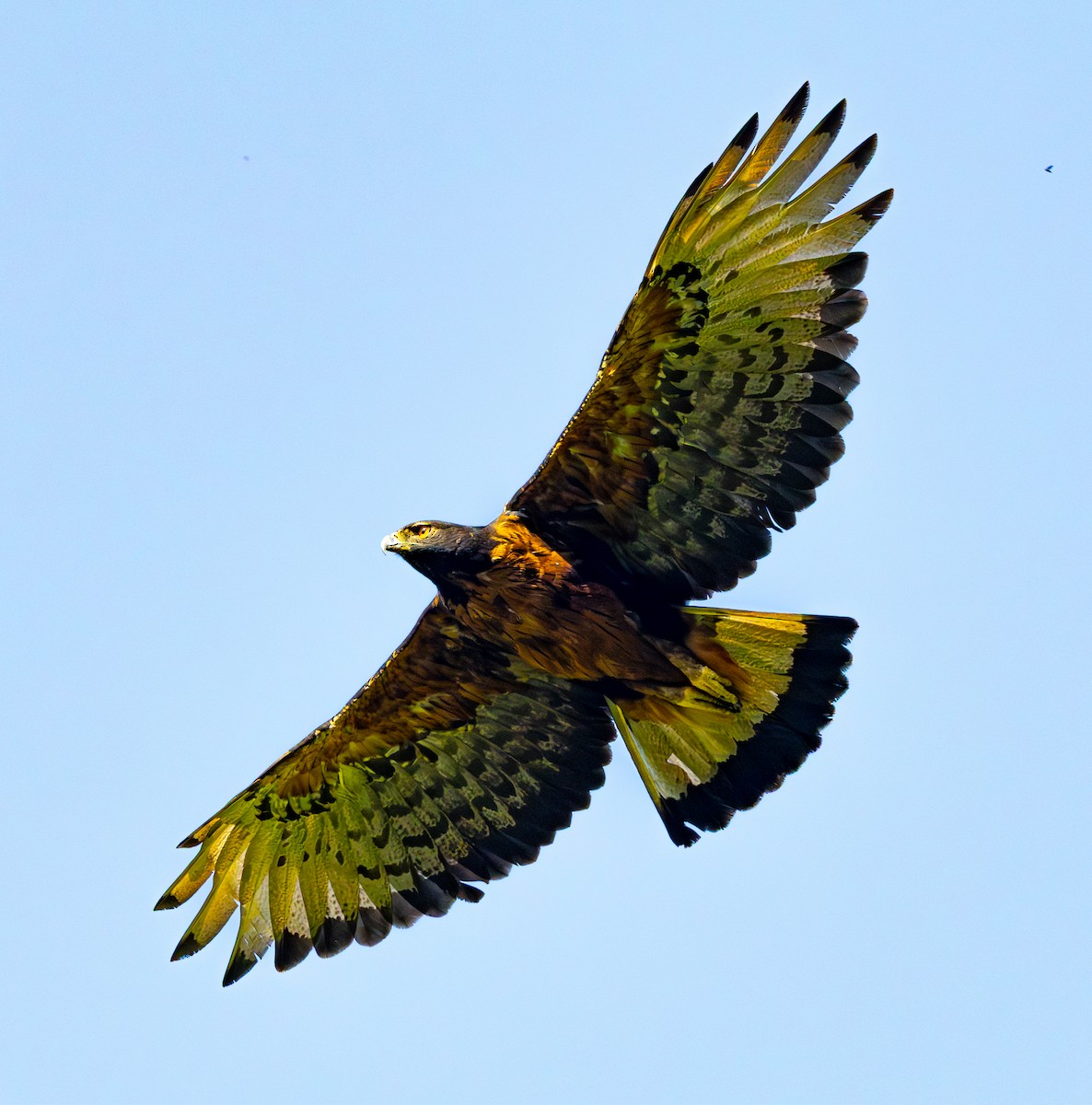 Black-and-chestnut Eagle - ML644042424