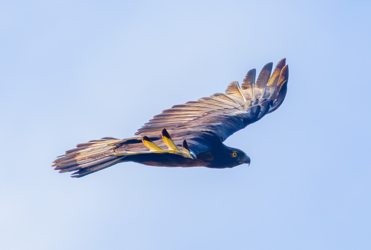 Black-and-chestnut Eagle - ML644042425