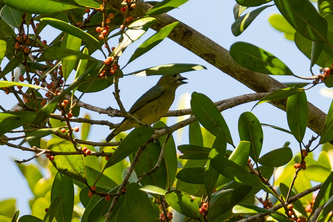 Sarıca Öfonya - ML644042441