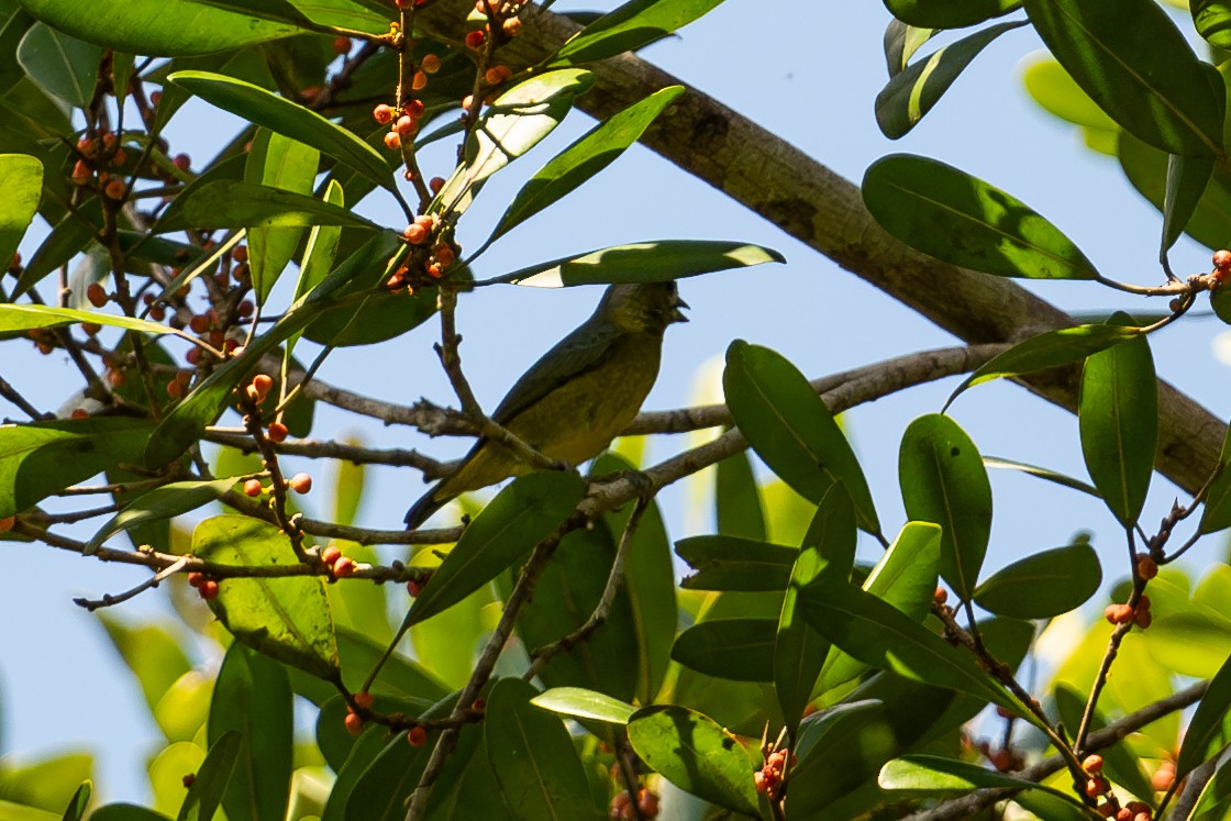 Sarıca Öfonya - ML644042442