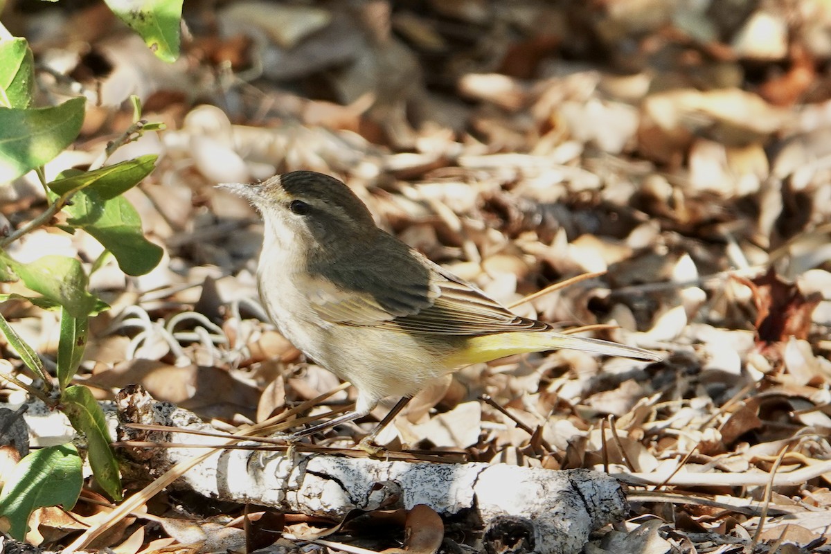 Paruline à couronne rousse - ML644042453