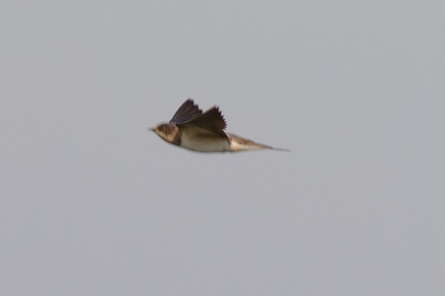 Bank Swallow - ML644042458