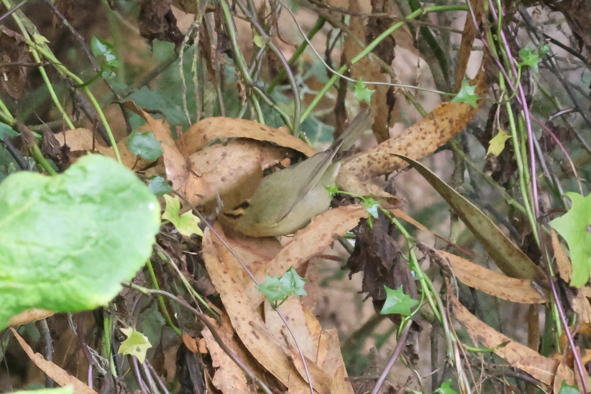 Worm-eating Warbler - ML644042460