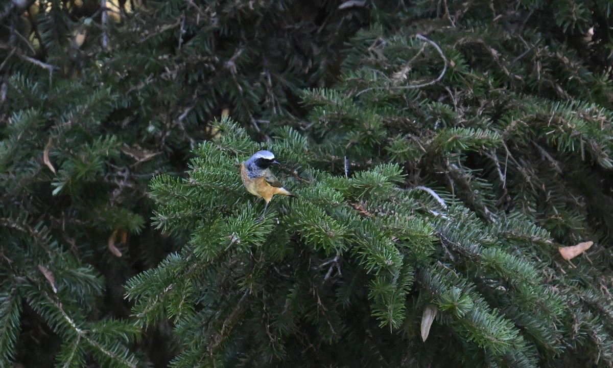 Common Redstart - ML644042465