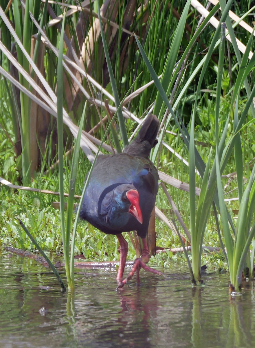 grønnryggsultanhøne - ML644042468