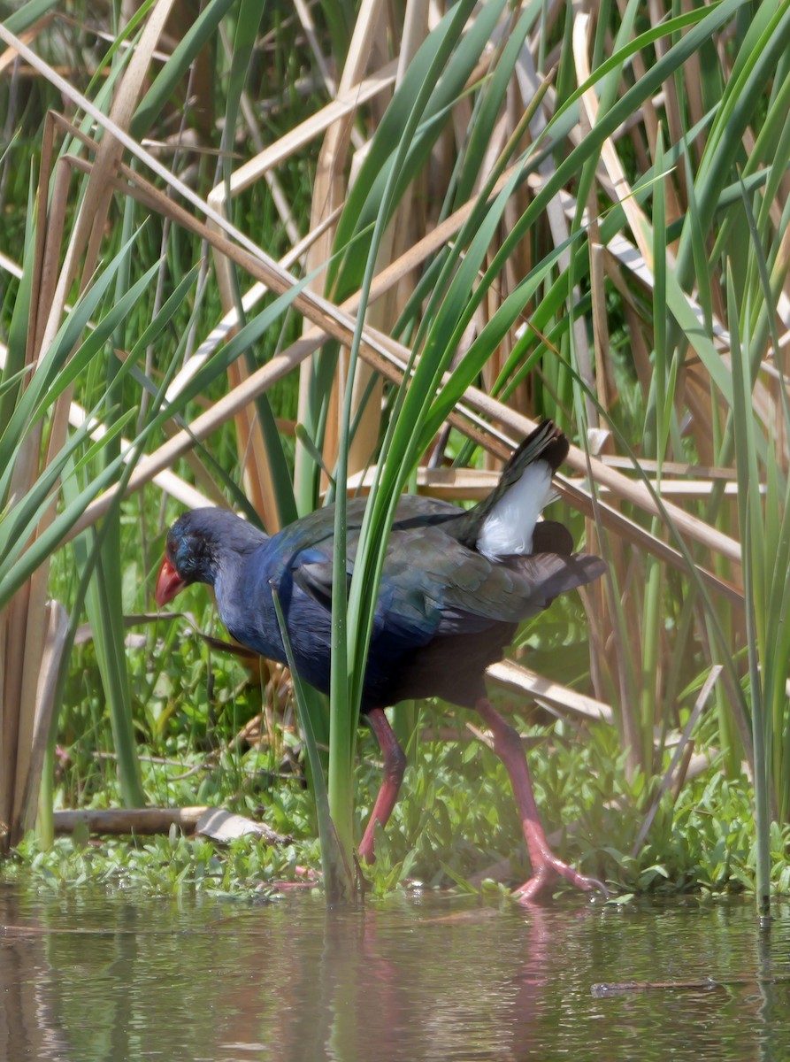 grønnryggsultanhøne - ML644042469