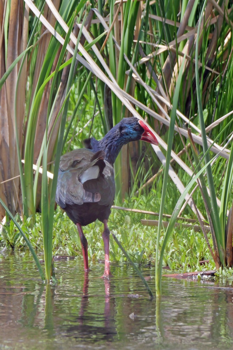 grønnryggsultanhøne - ML644042470