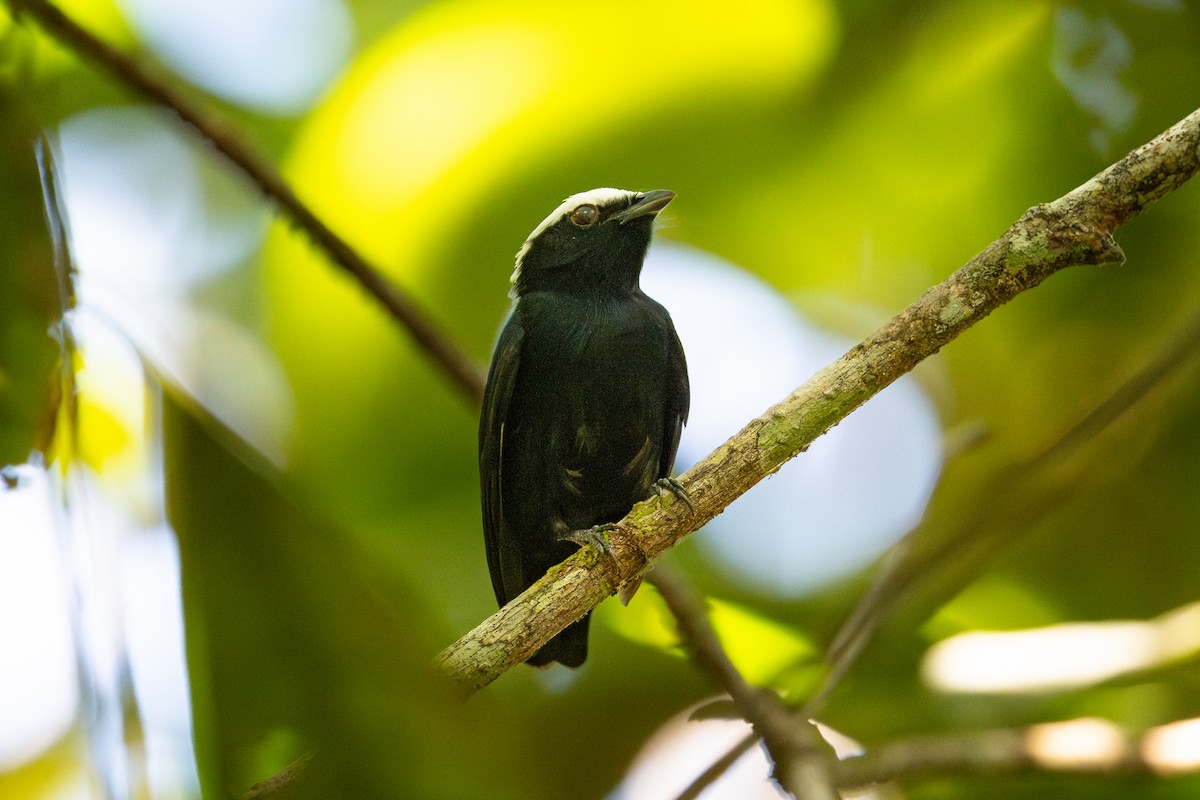 White-crowned Manakin - ML644042474