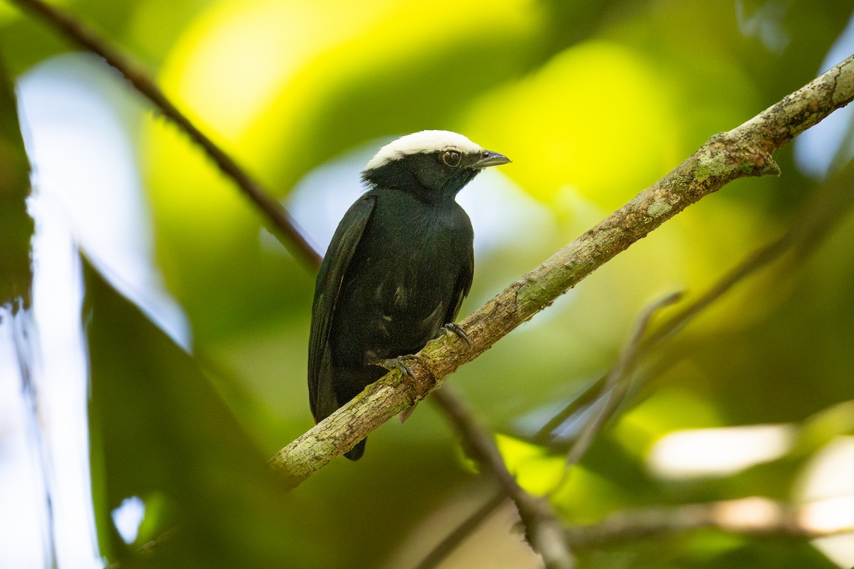 White-crowned Manakin - ML644042475