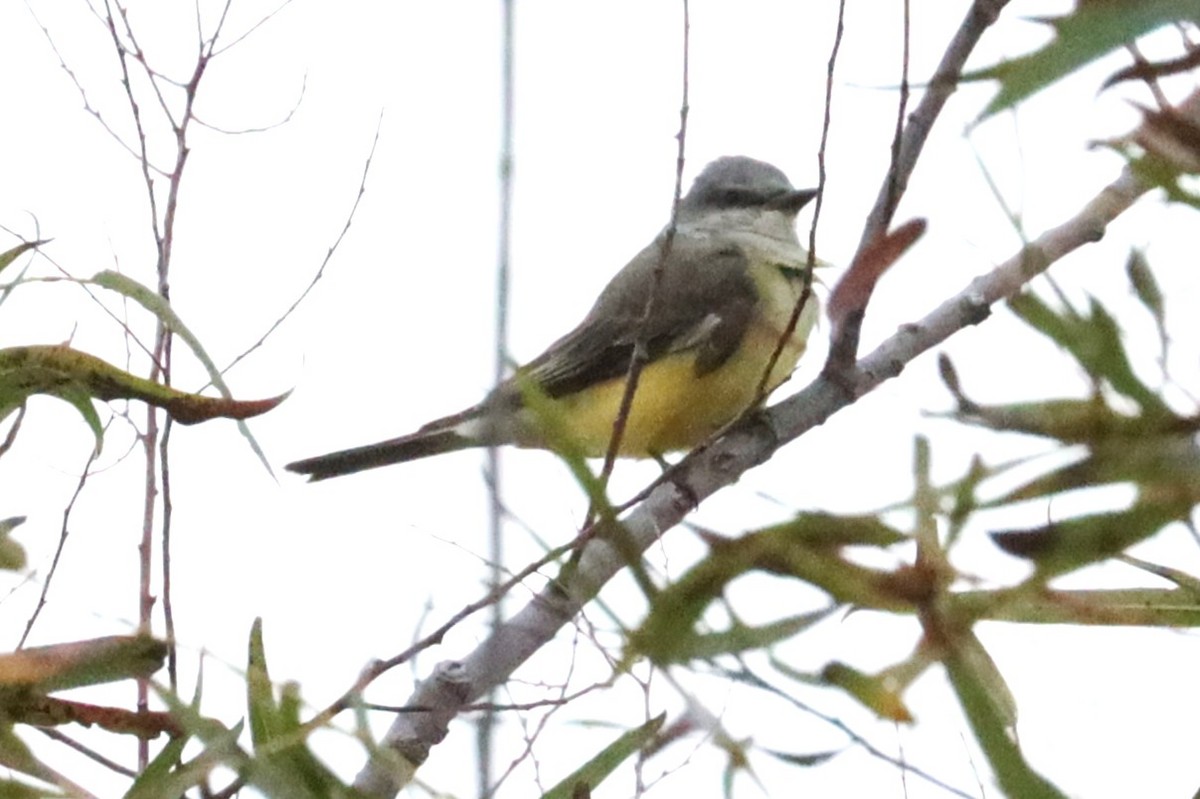 Western Kingbird - ML644042476