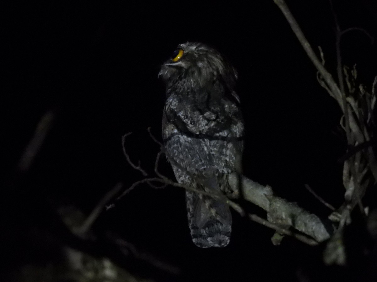 Northern Potoo - ML644042479