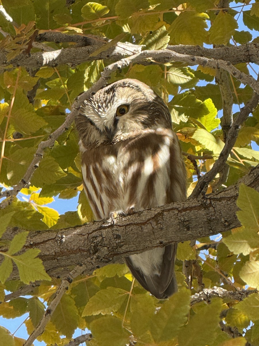 Northern Saw-whet Owl - ML644042487