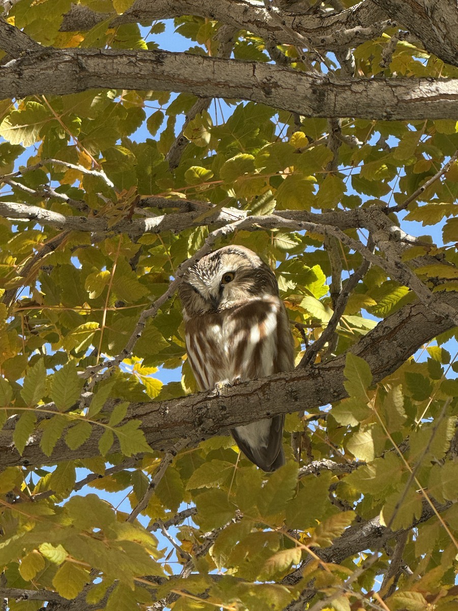Northern Saw-whet Owl - ML644042488