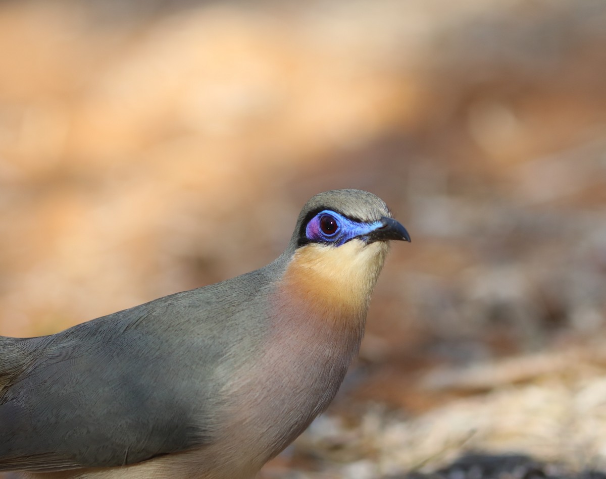 Running Coua - ML644042489