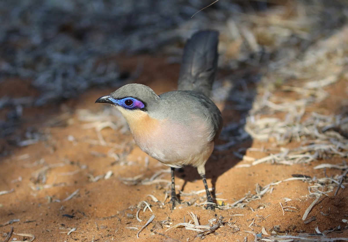 Running Coua - ML644042492