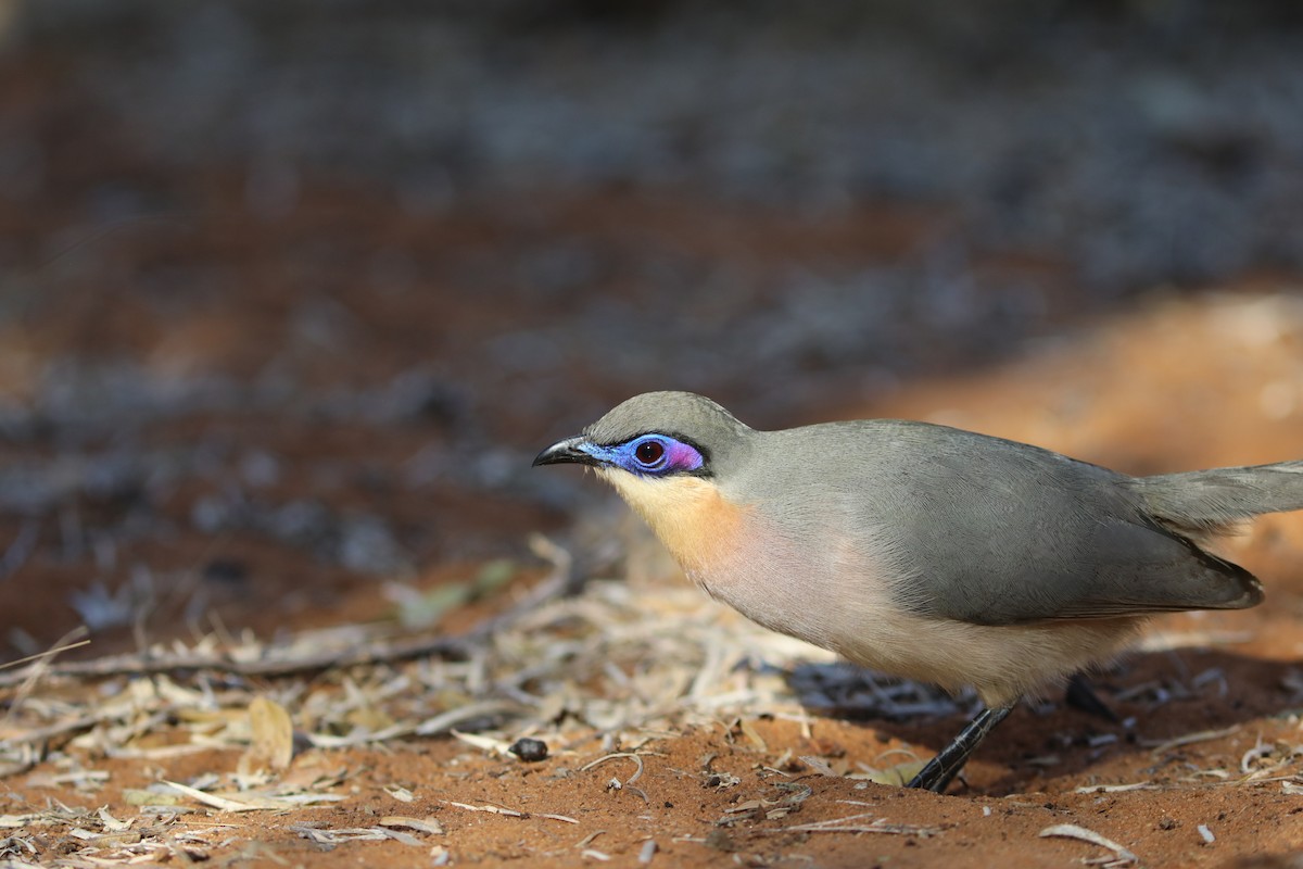 Running Coua - ML644042493