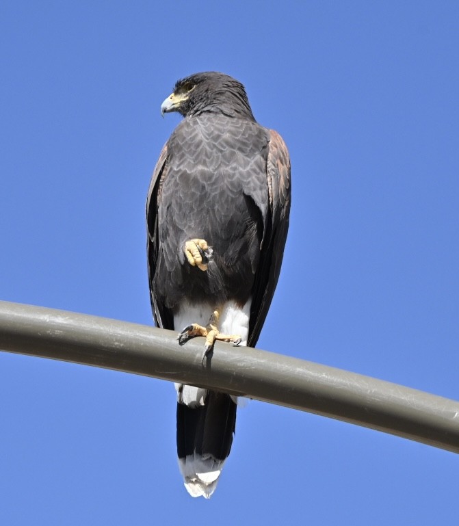 Harris's Hawk - ML644042497