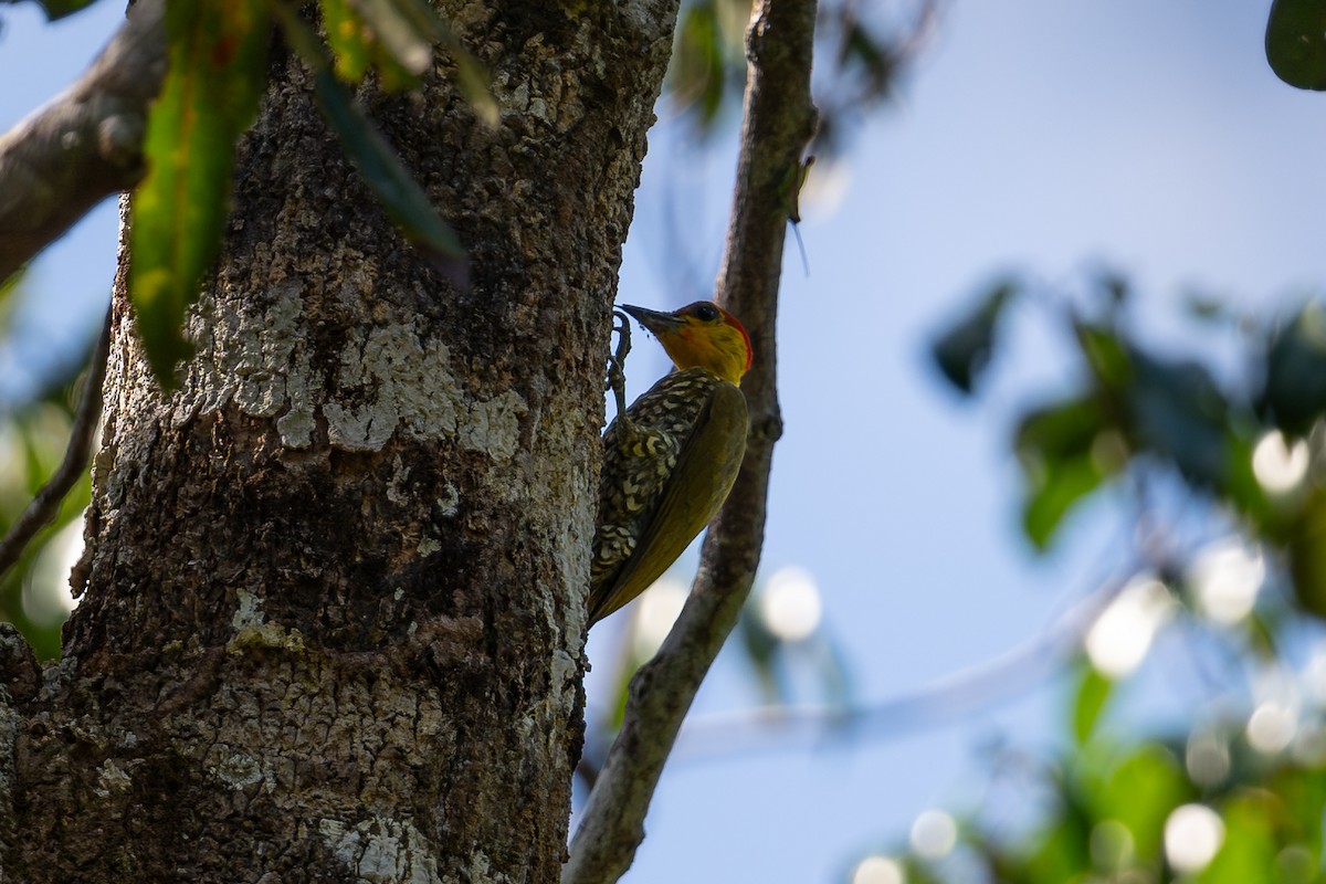 Yellow-throated Woodpecker - ML644042500