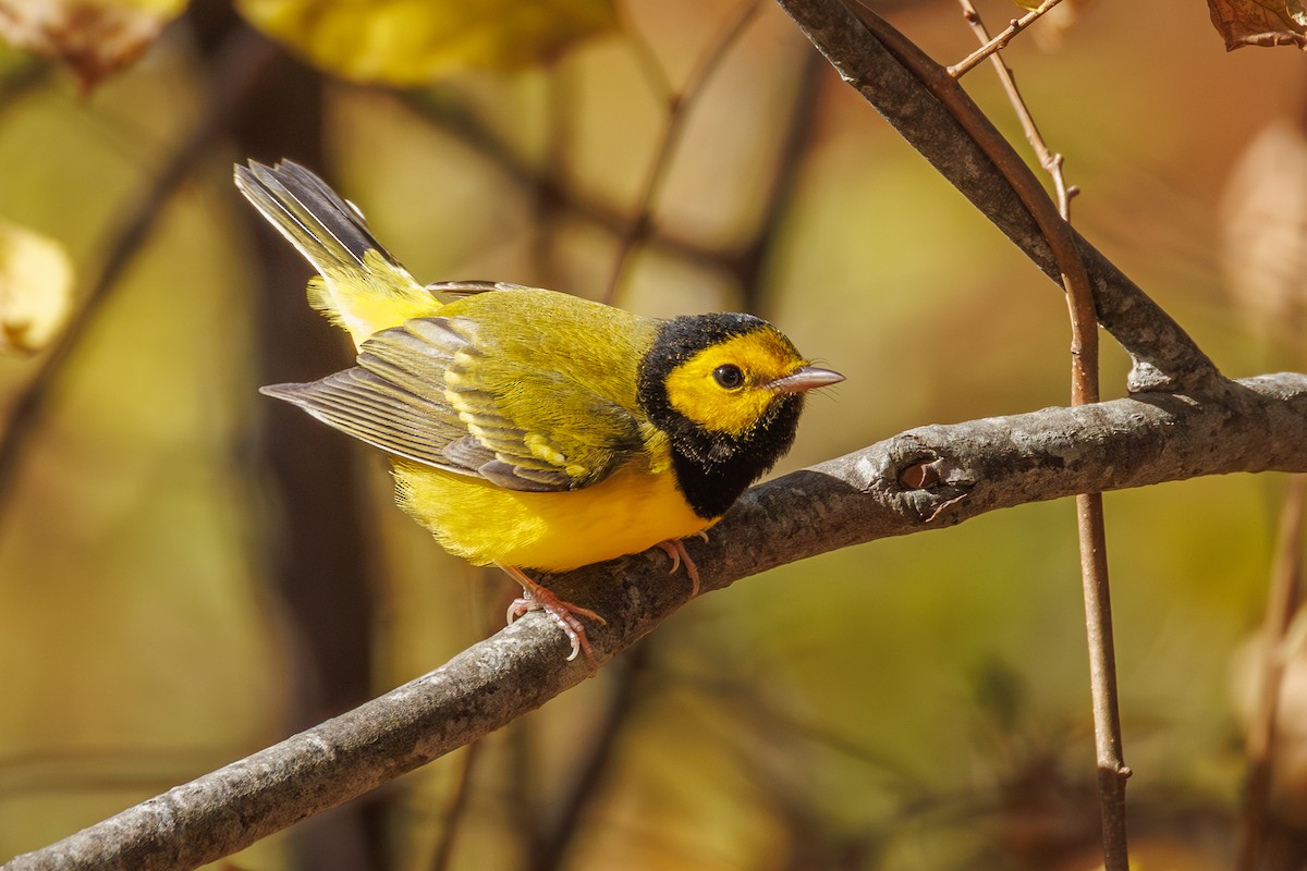 Hooded Warbler - ML644042506
