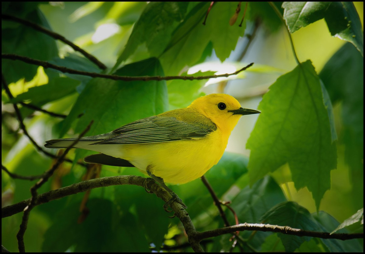 Prothonotary Warbler - ML644042507