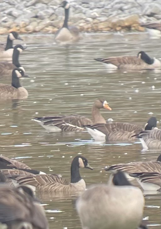 Greater White-fronted Goose - ML644042509