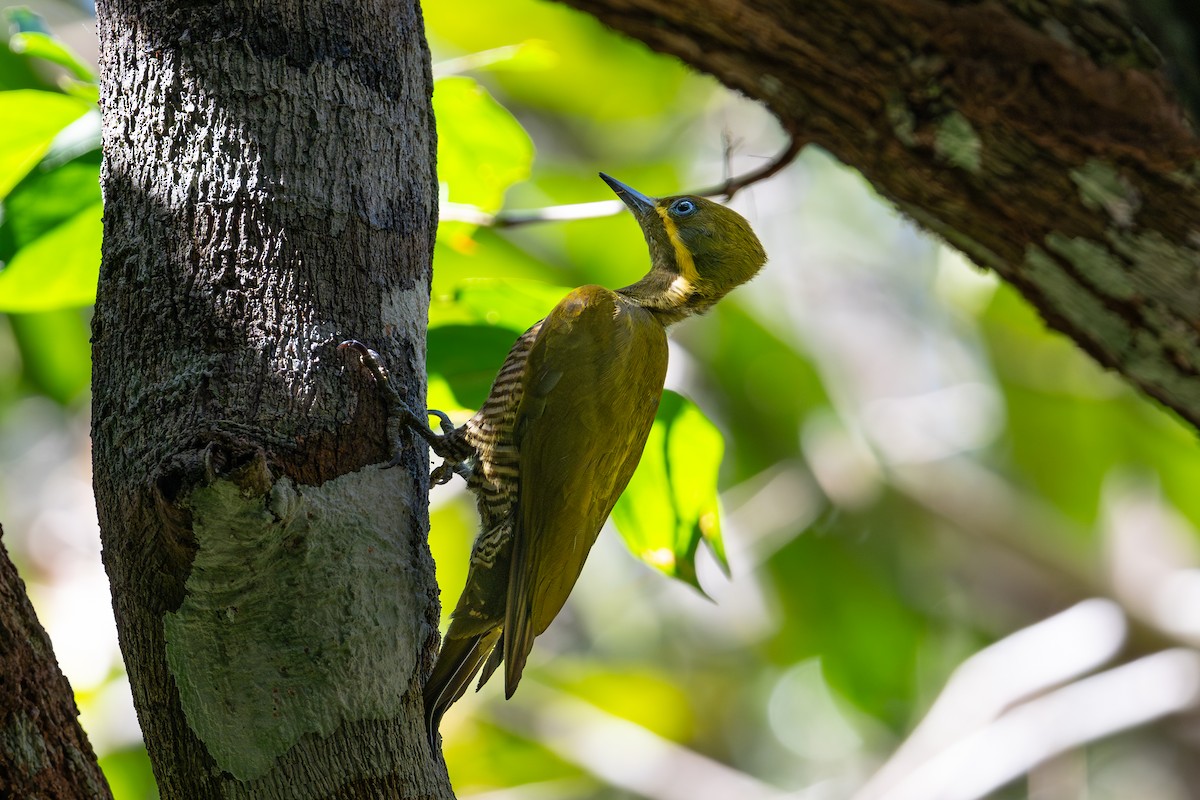 モリゲラ - ML644042517