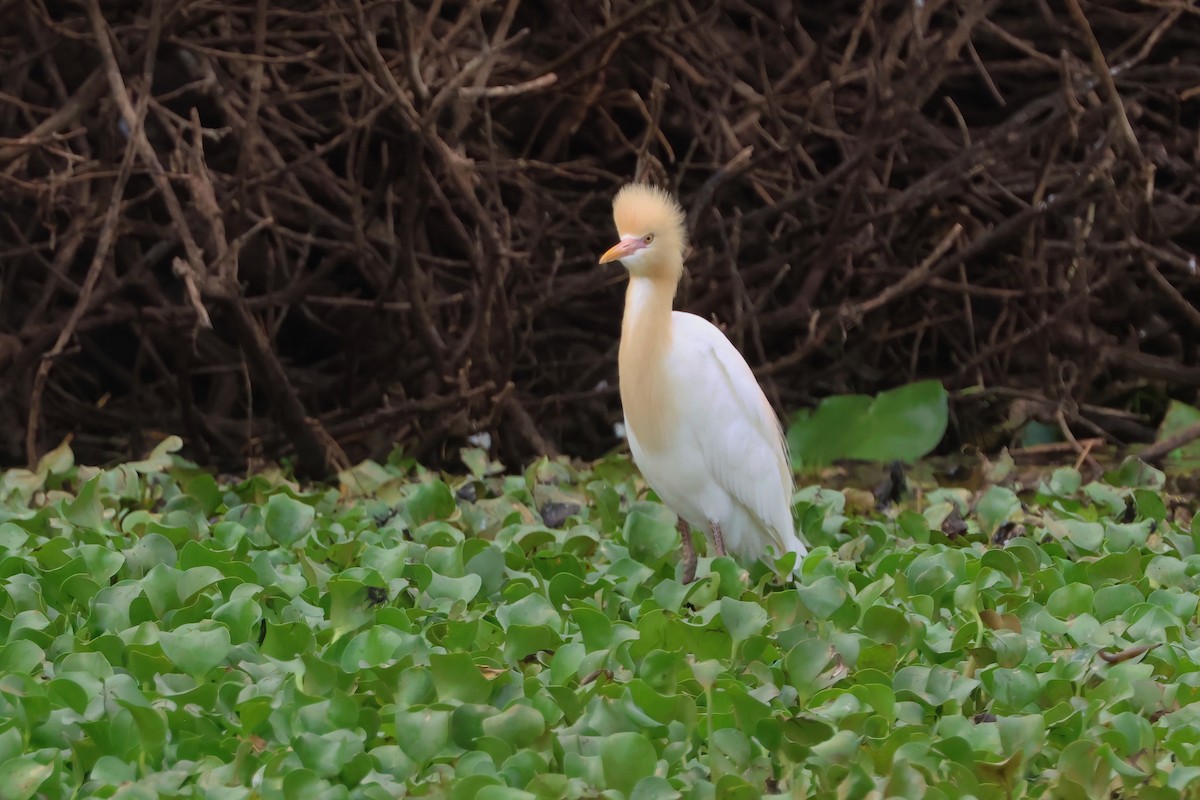 Eastern Cattle-Egret - ML644042521