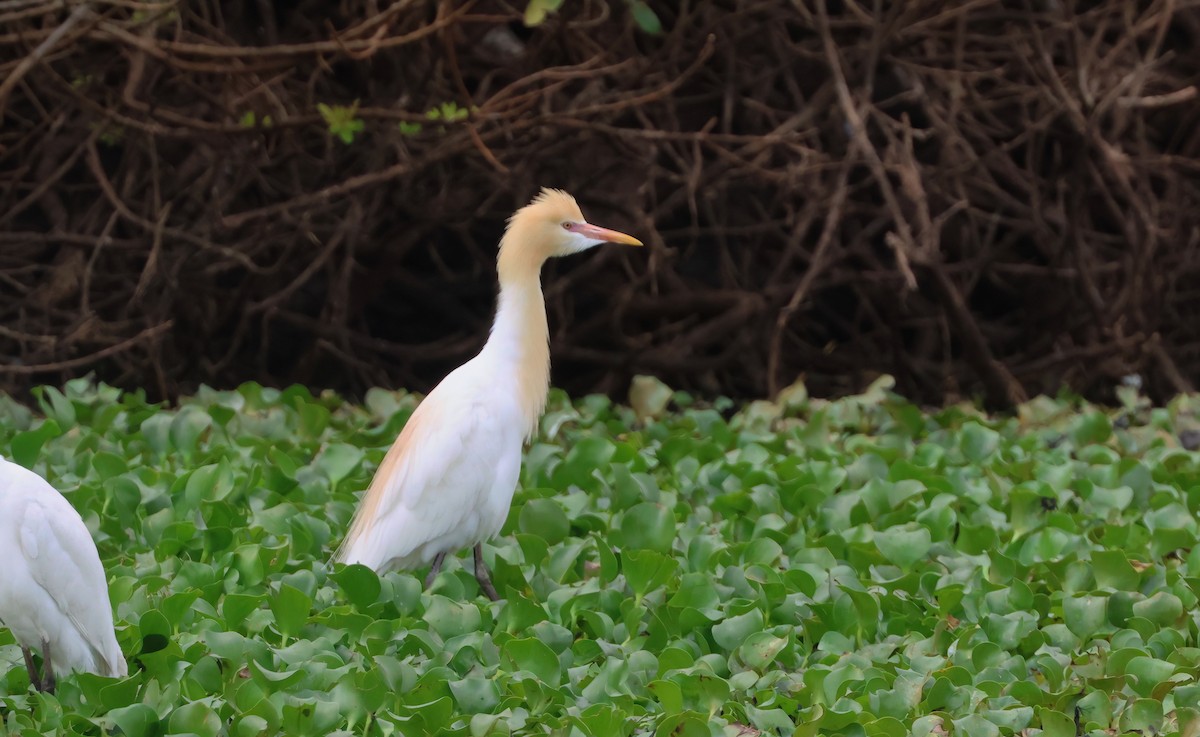 Eastern Cattle-Egret - ML644042522