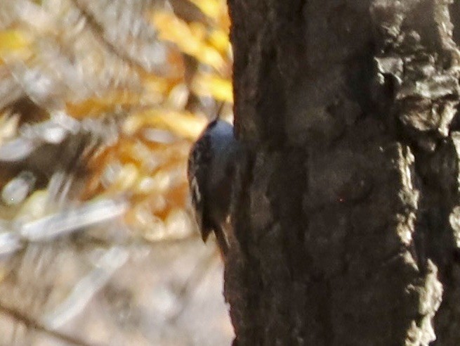Brown Creeper - ML644042523