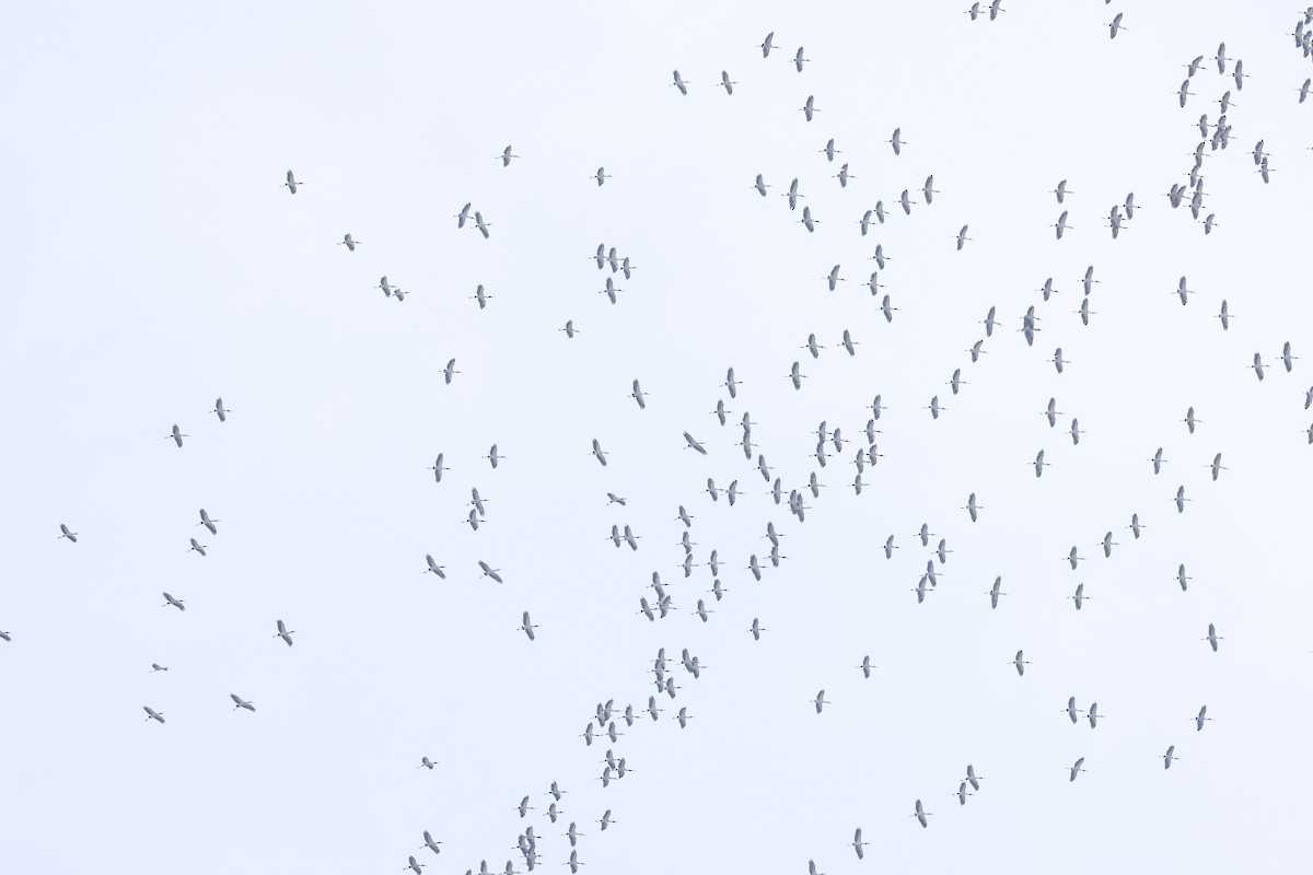 Wood Stork - ML644042524
