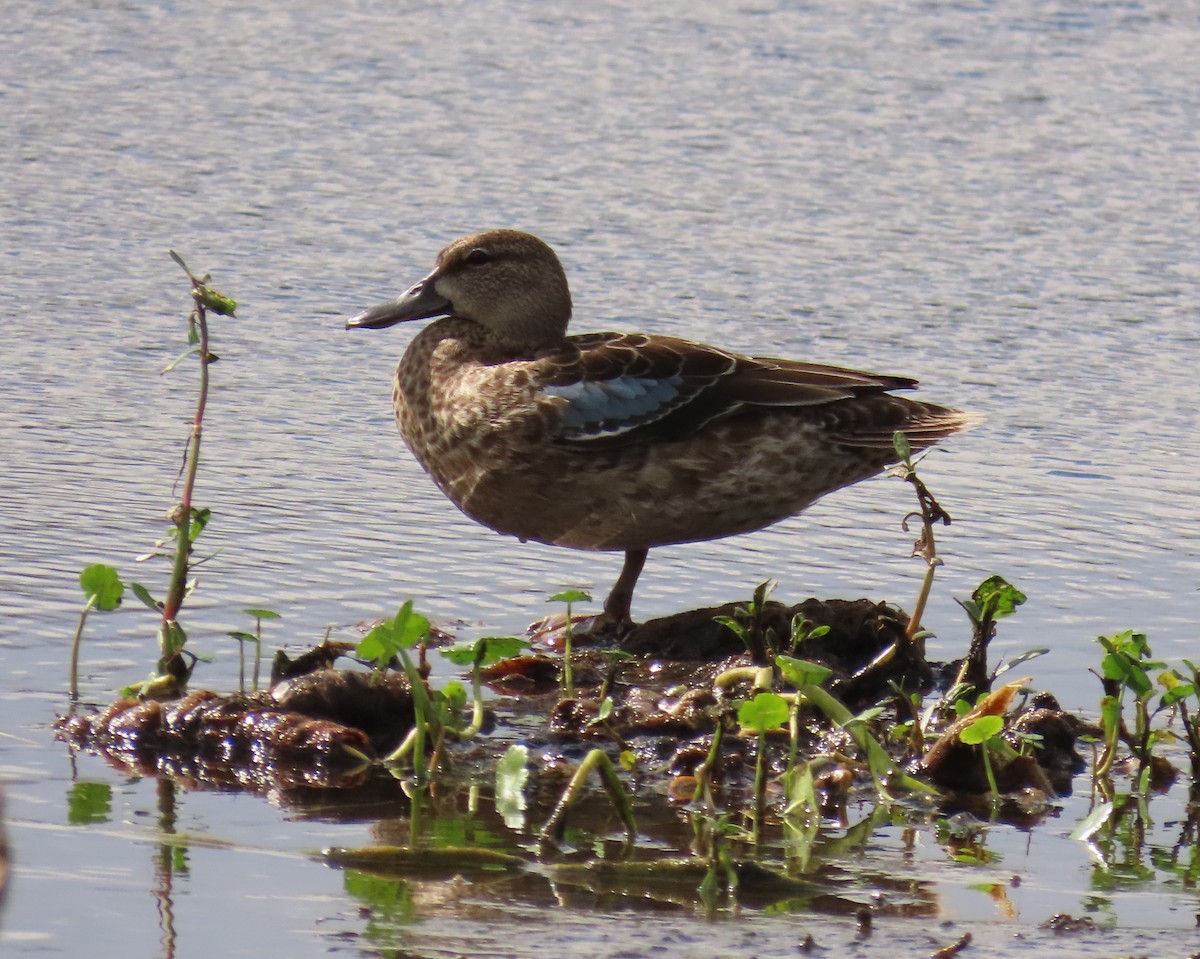 Blue-winged Teal - ML644042526