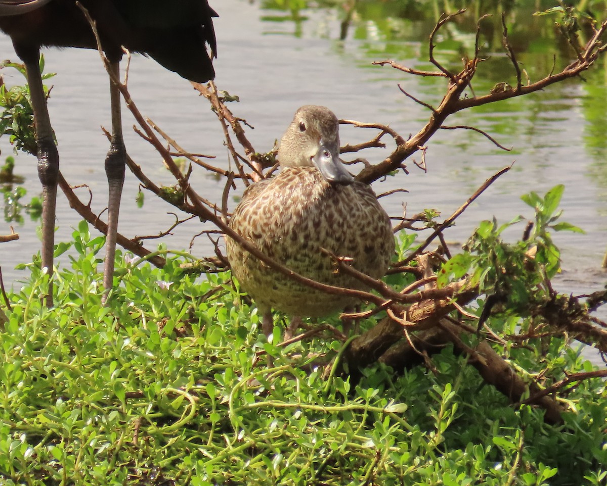 Blue-winged Teal - ML644042527