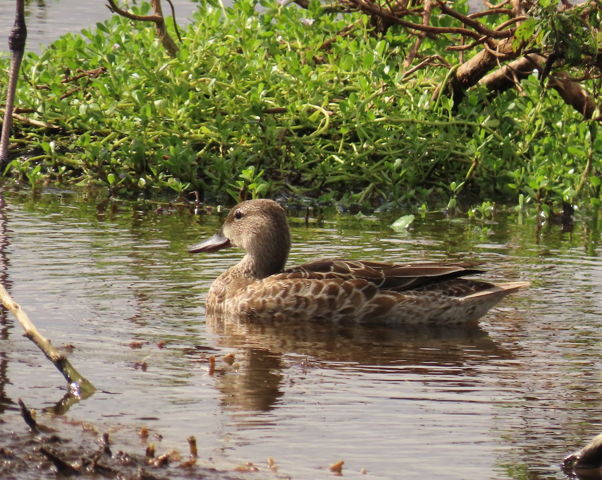 Blue-winged Teal - ML644042528