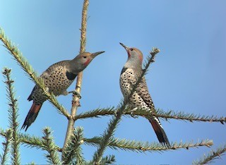 Northern Flicker (Yellow-shafted x Red-shafted) - ML644042529