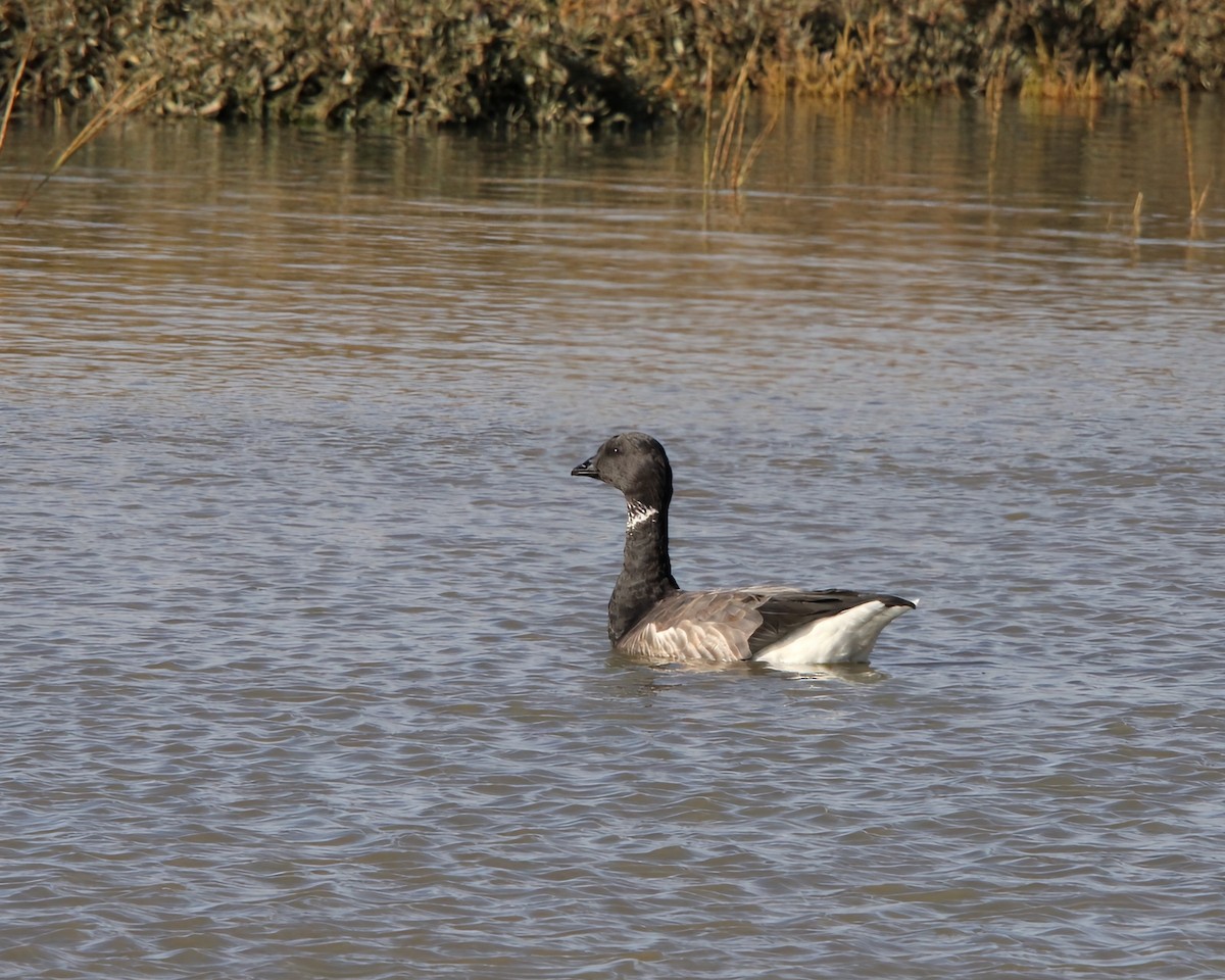 Brant - ML644042530