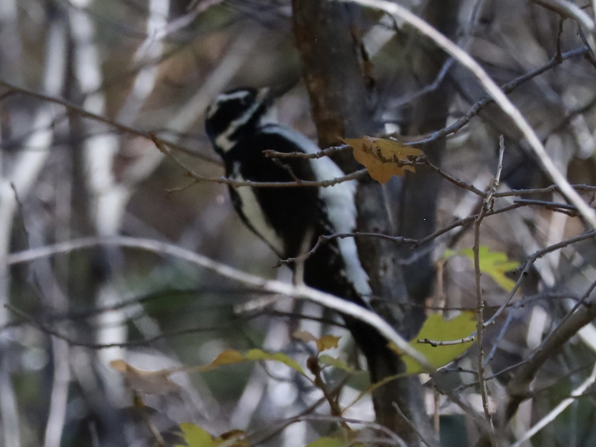 Hairy Woodpecker - ML644042531