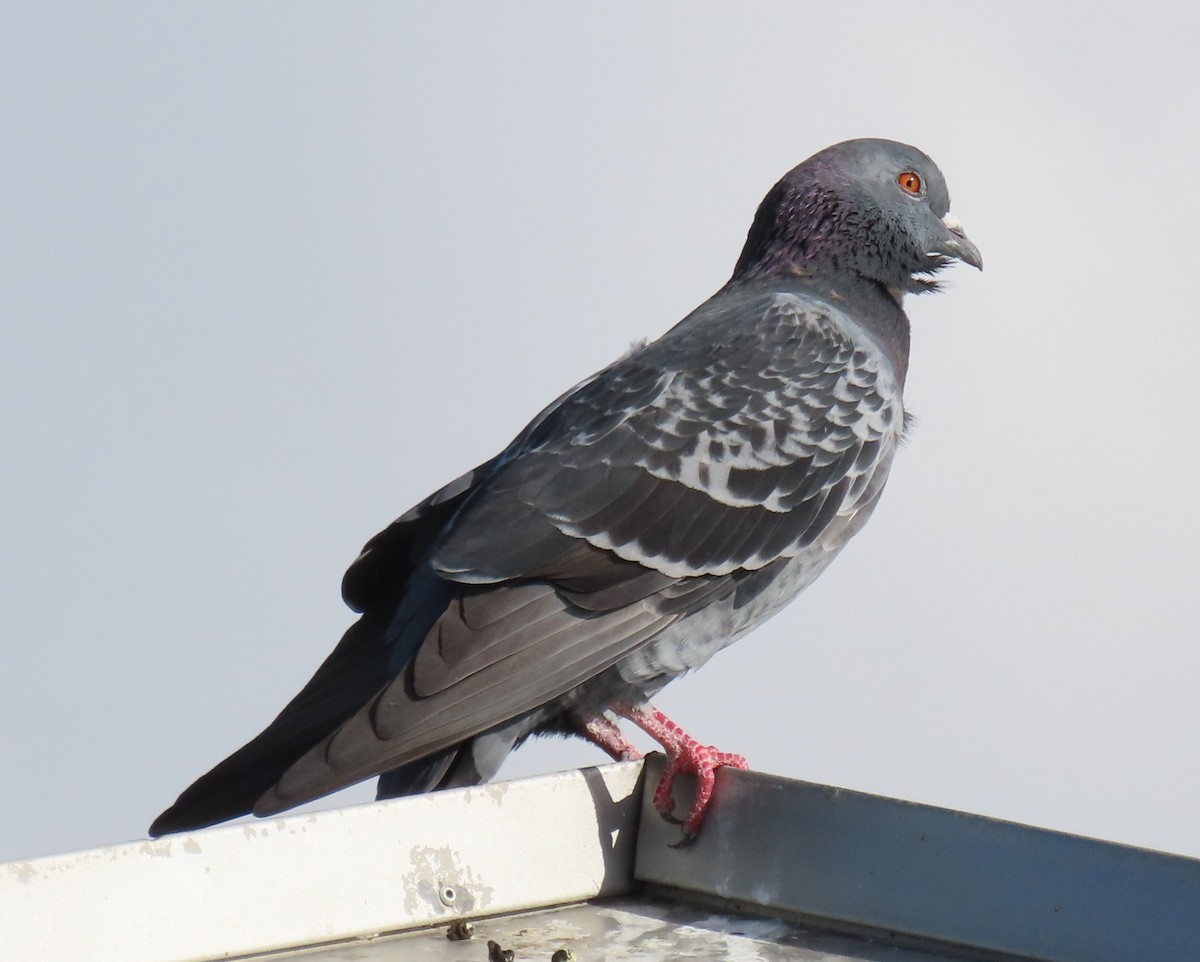 Rock Pigeon (Feral Pigeon) - ML644042533