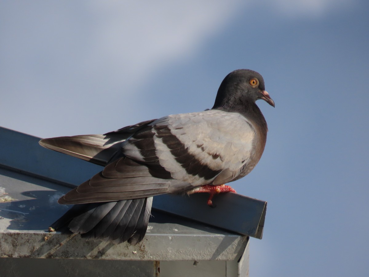 Rock Pigeon (Feral Pigeon) - ML644042534