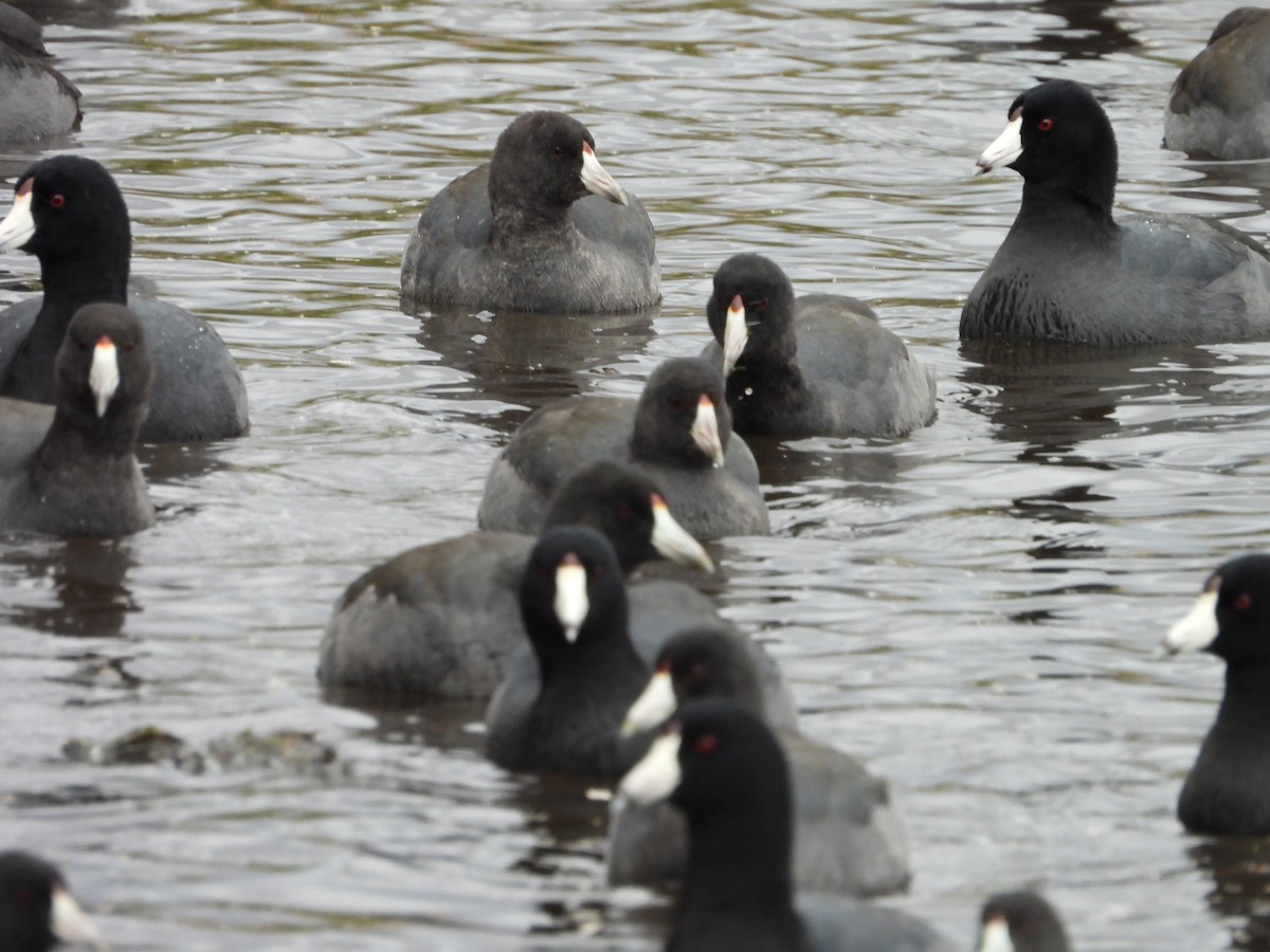 American Coot - ML644042535