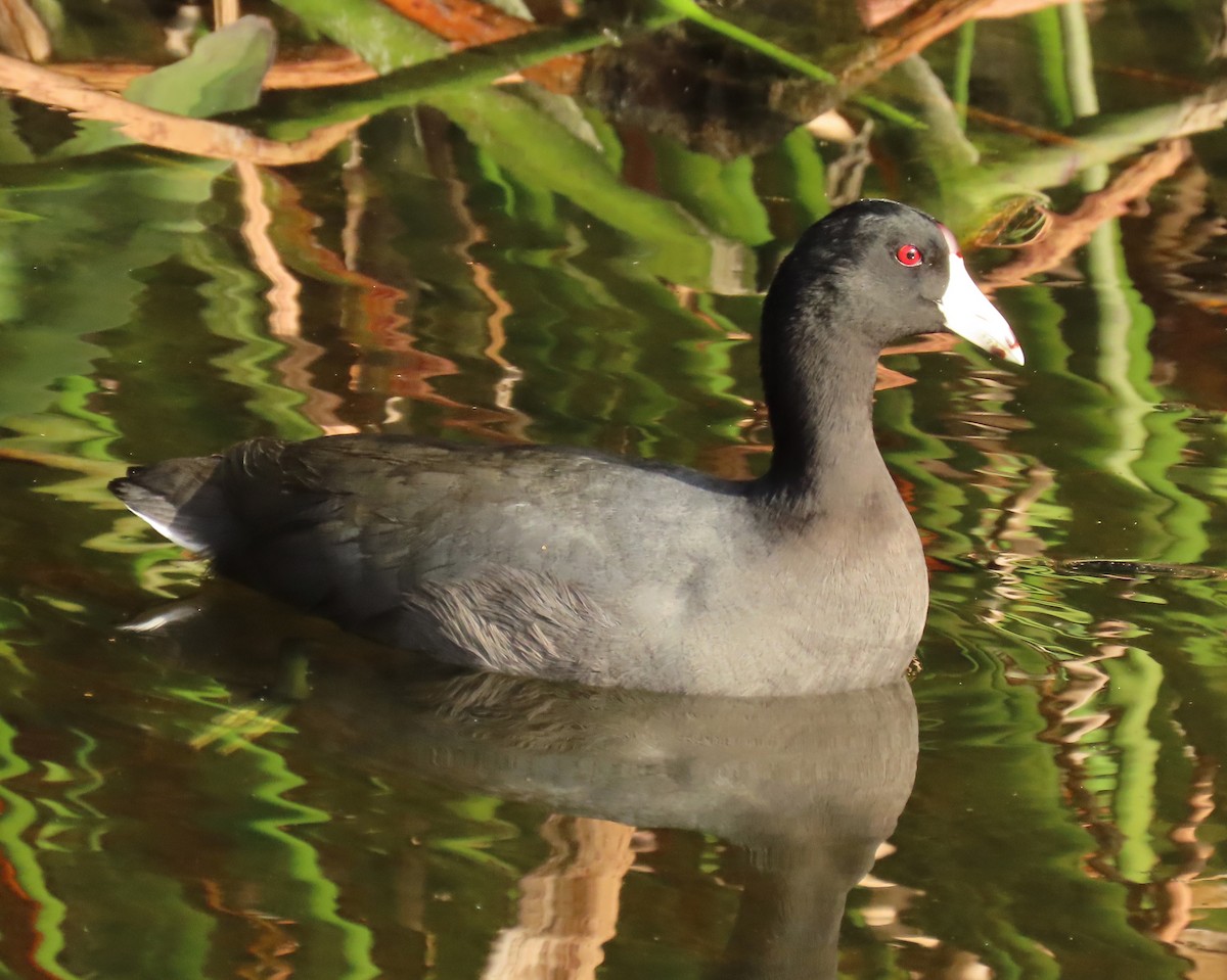 American Coot - ML644042540