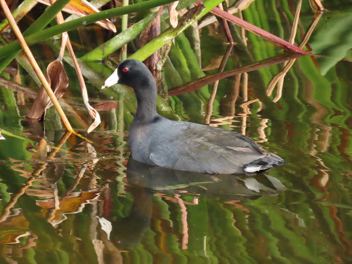 American Coot - ML644042541
