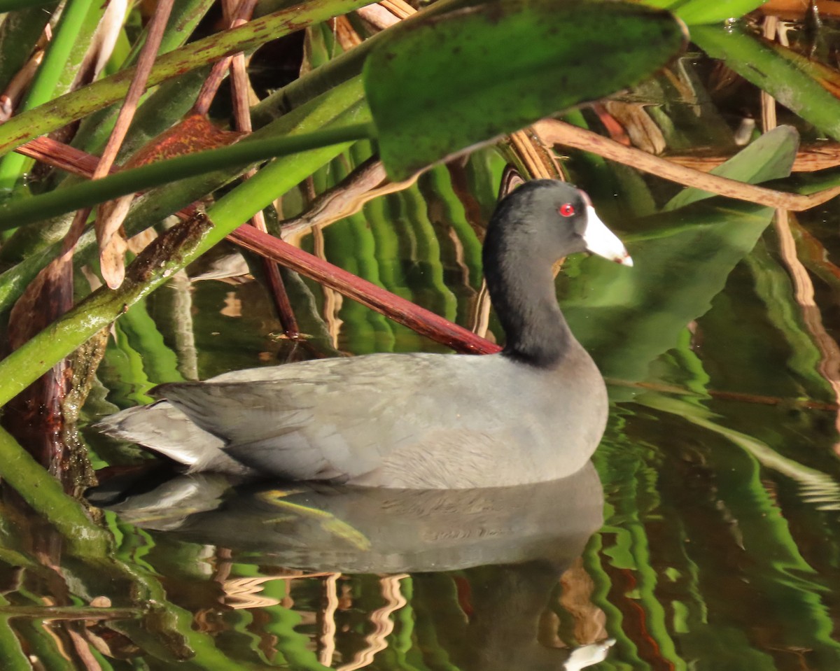 American Coot - ML644042542